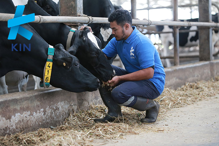 peternakan sapi A2, susu sapi A2, peternakan KIN 