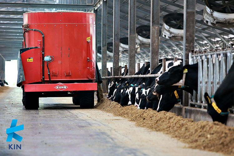 peternakan sapi A2, susu sapi A2, peternakan KIN 