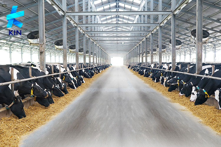 peternakan sapi A2, susu sapi A2, peternakan KIN 