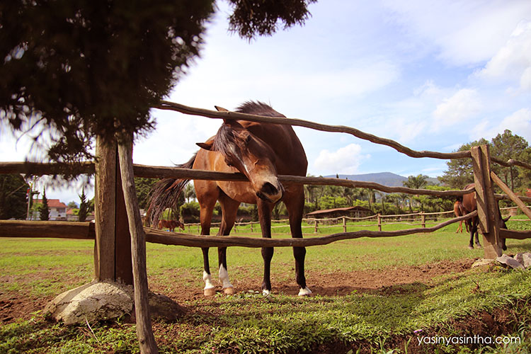 lembang de ranch, blogger, blogger bandung 