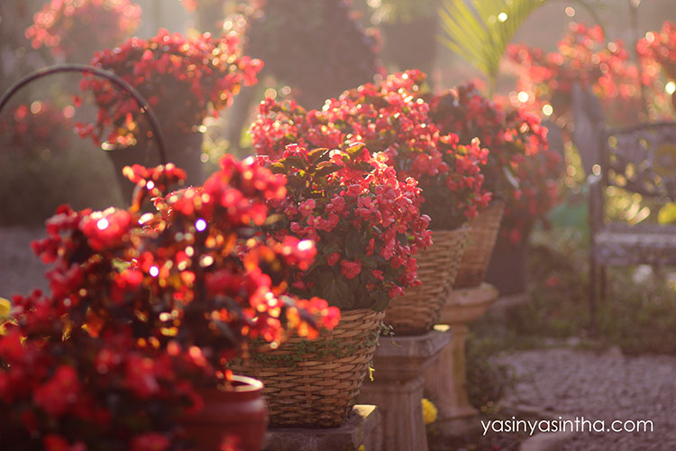 blogger bandung, travel, bandung, begonia 