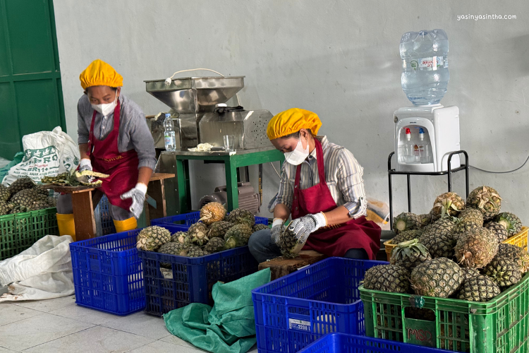 pengolahan nanas di pabrik olahan nanas di Subang Jawa Barat